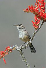 Cactus Wren